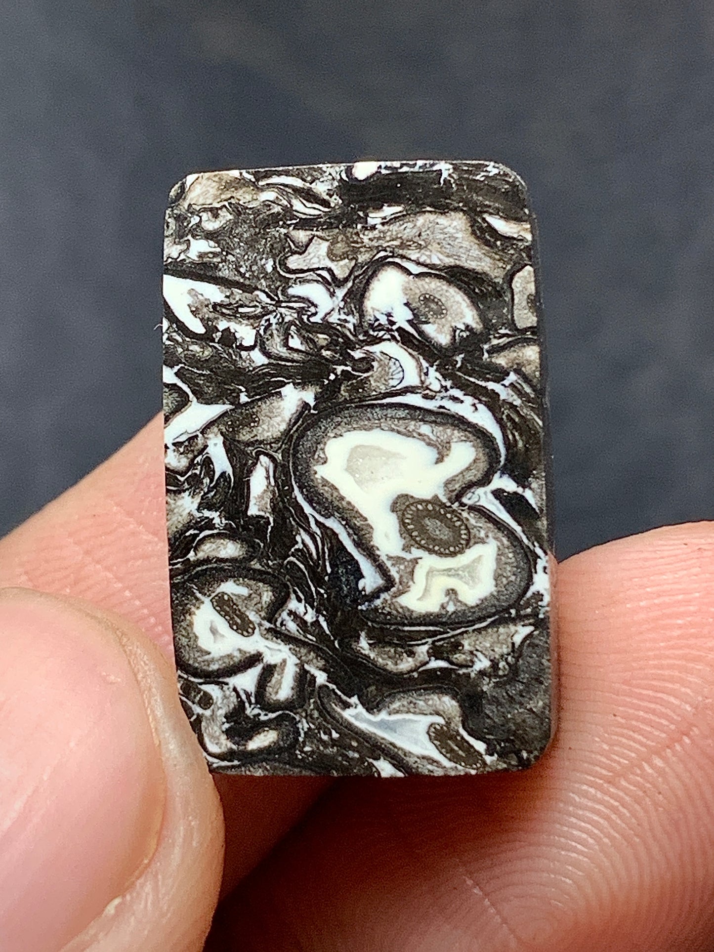 Black Petrified Palm Root Rectangle Cabochon 20x12.5x4.5mm