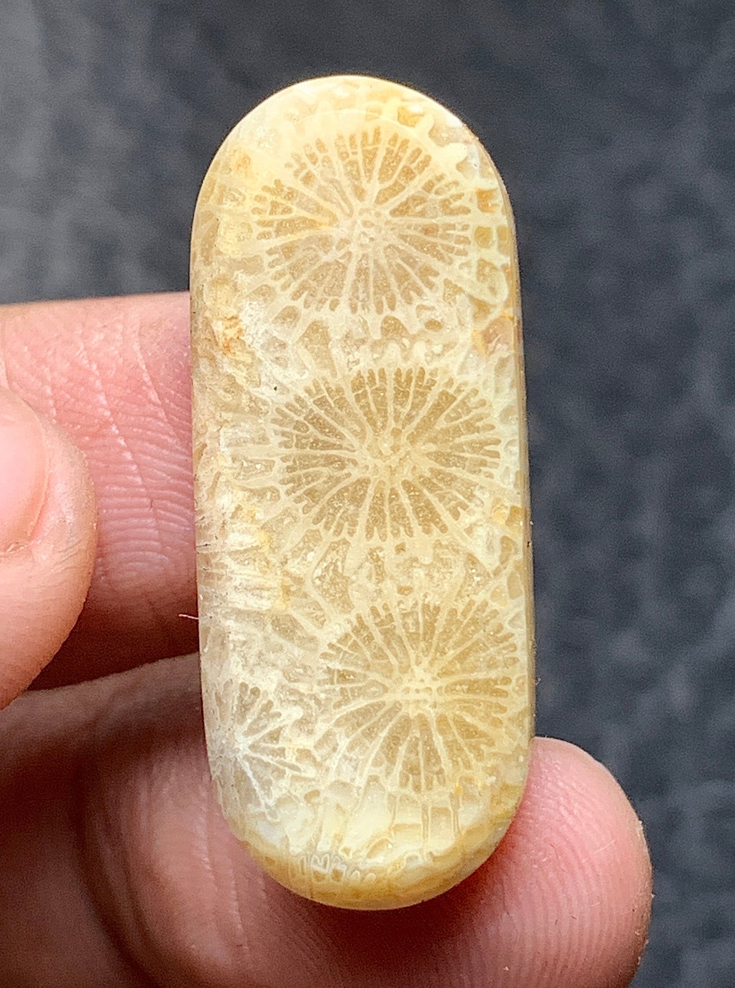 Coral Fossil Oval Cabochon 29x12x4.5mm