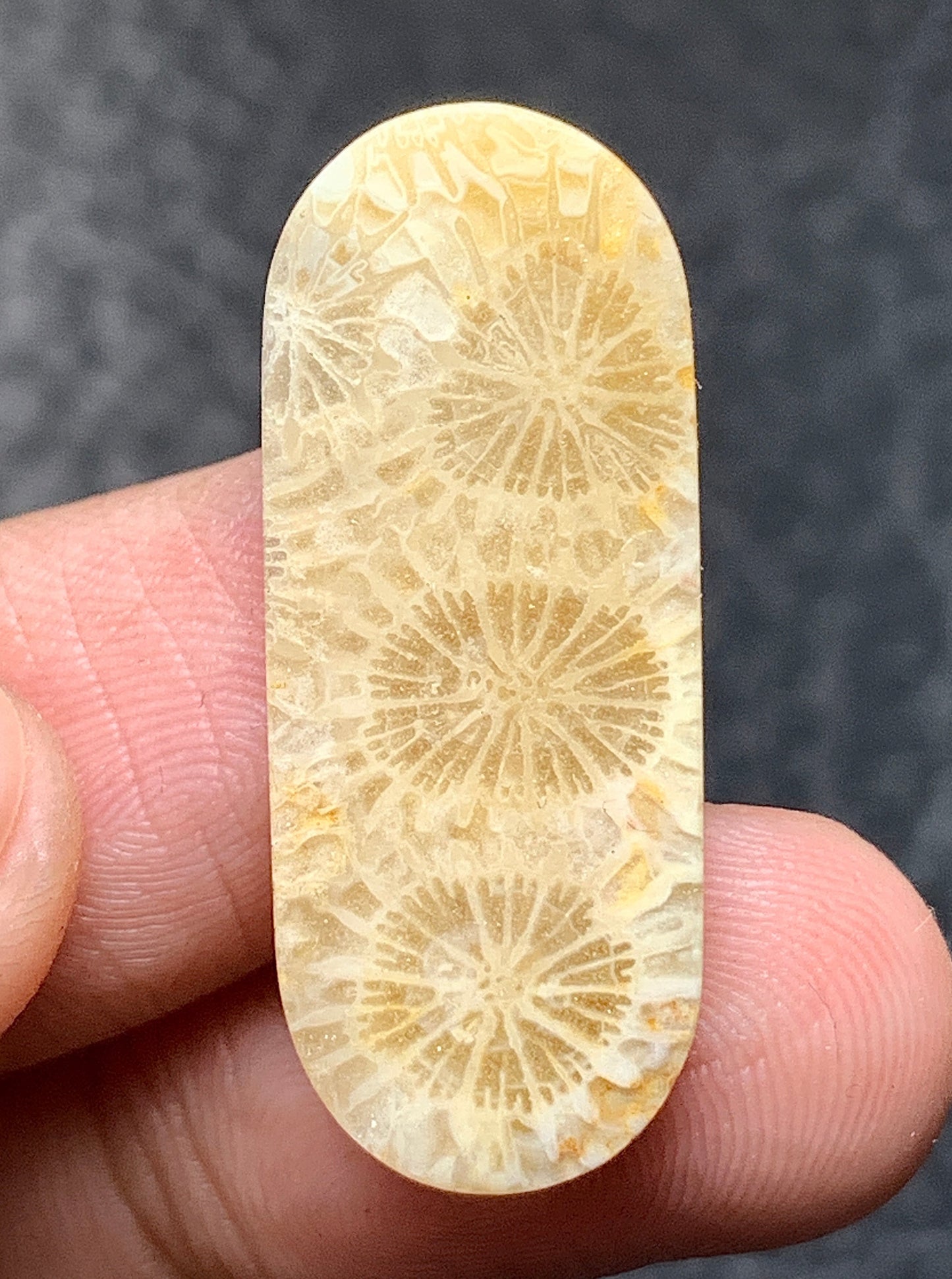 Coral Fossil Oval Cabochon 29x12x4.5mm