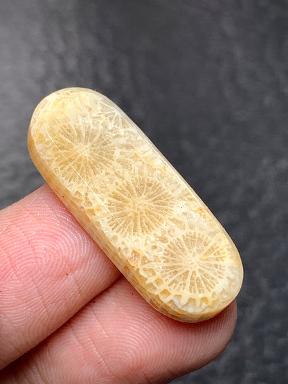 Coral Fossil Oval Cabochon 29x12x4.5mm