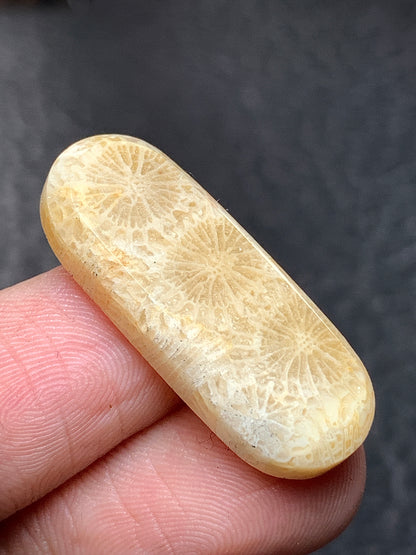 Coral Fossil Oval Cabochon 29x12x4.5mm