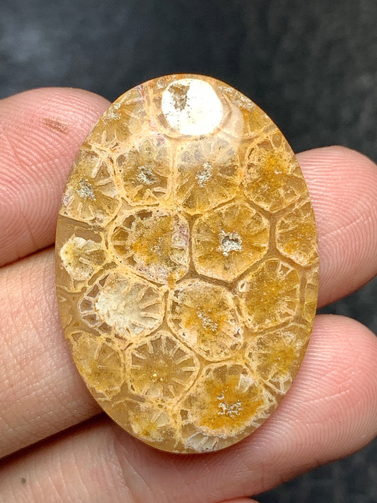 Coral Fossil Oval Cabochon 32x22x5mm