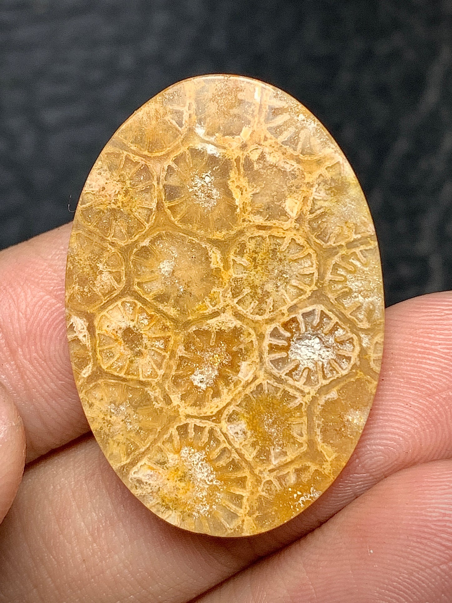 Coral Fossil Oval Cabochon 32x22x5mm