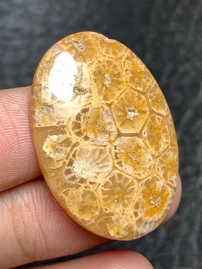 Coral Fossil Oval Cabochon 32x22x5mm