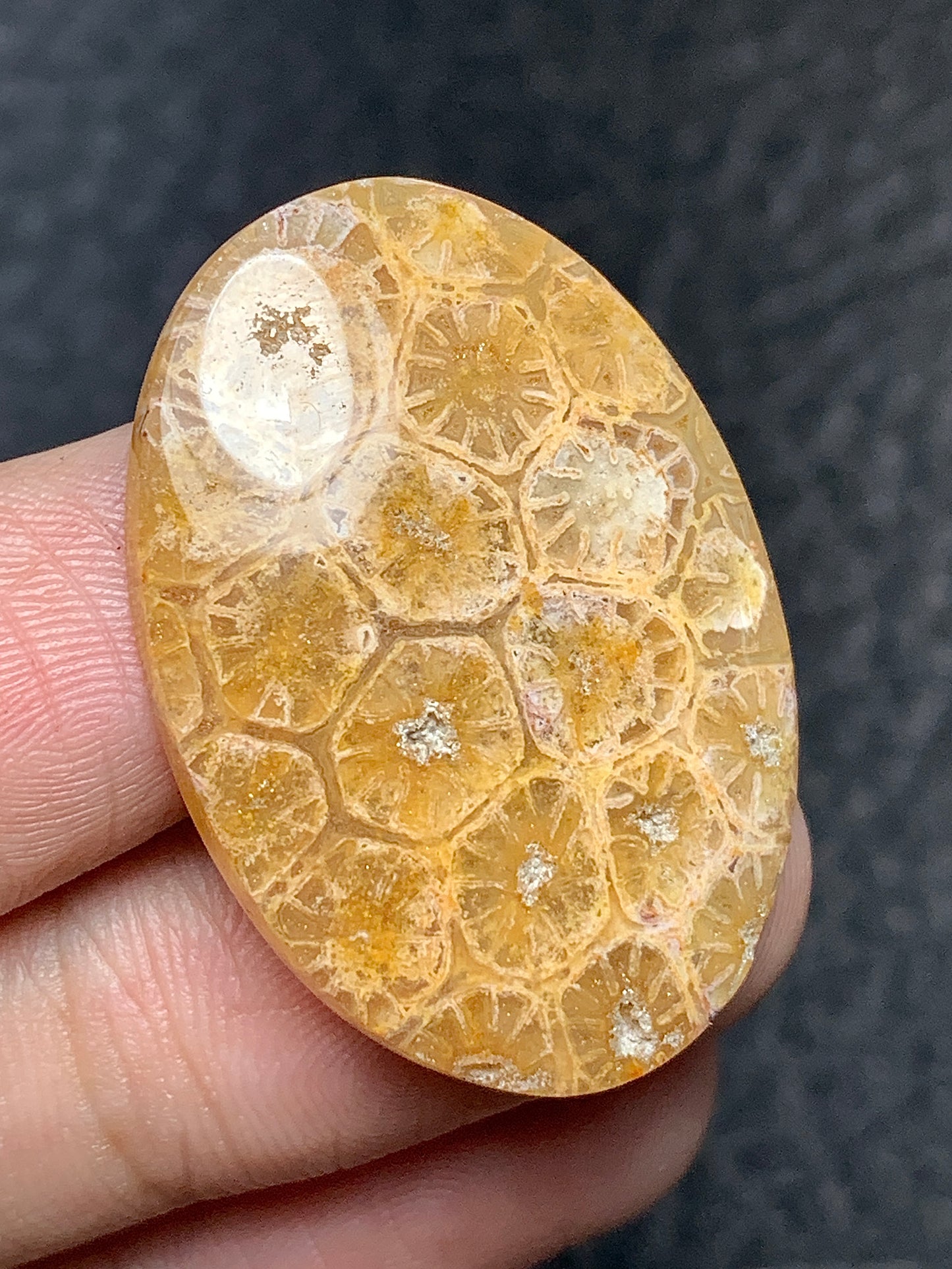 Coral Fossil Oval Cabochon 32x22x5mm