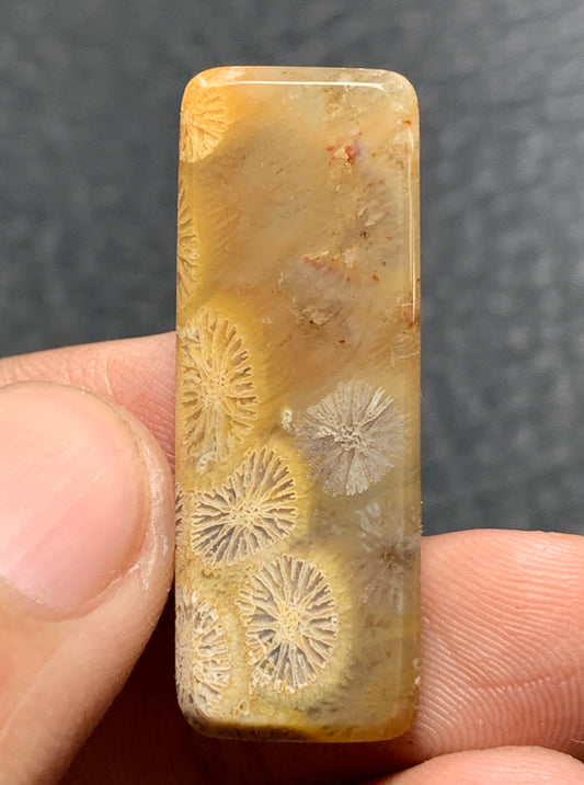 Coral Fossil Rectangle Cabochon 34x12x4mm