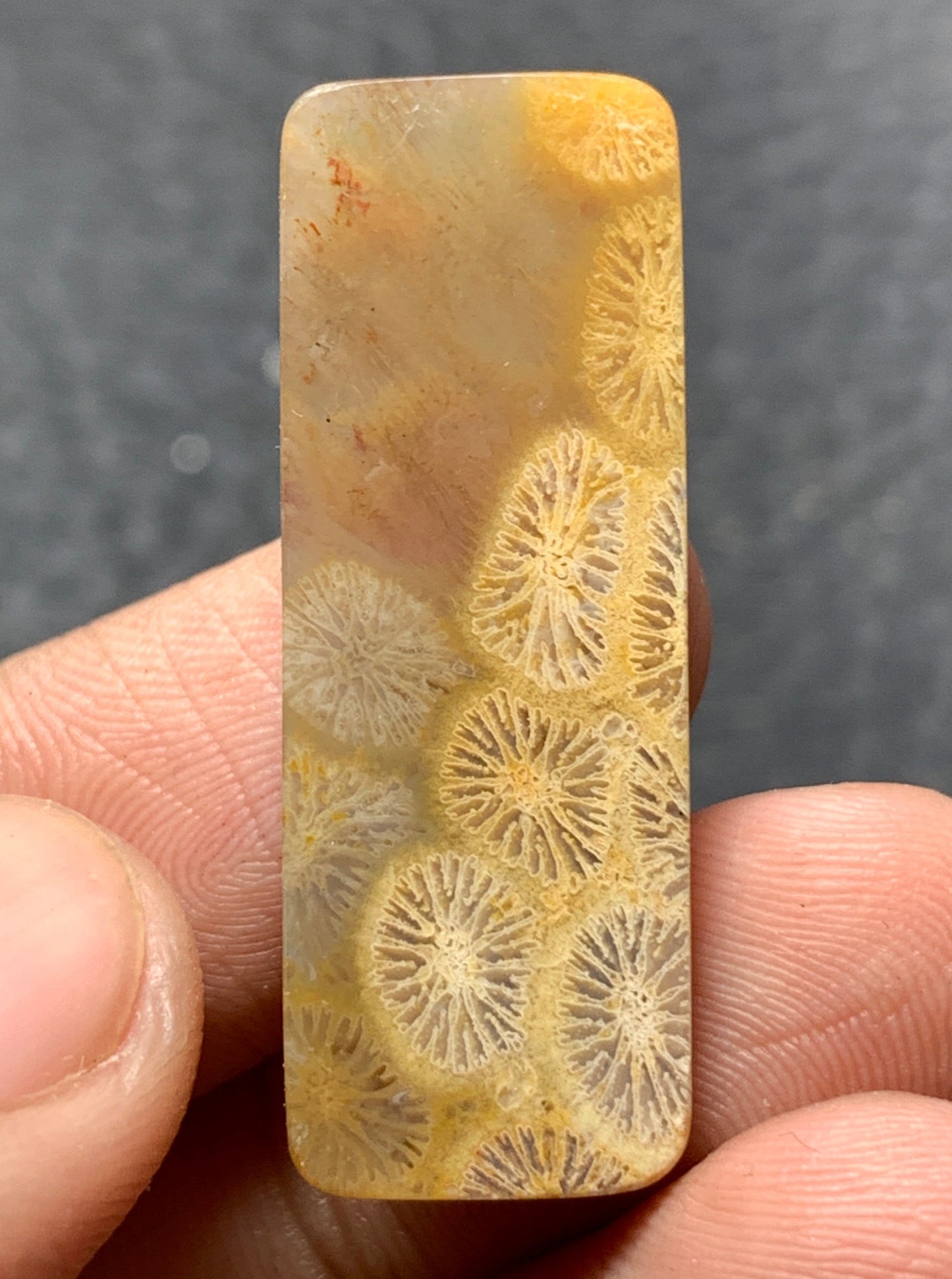 Coral Fossil Rectangle Cabochon 34x12x4mm