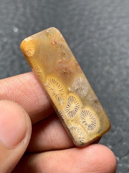 Coral Fossil Rectangle Cabochon 34x12x4mm