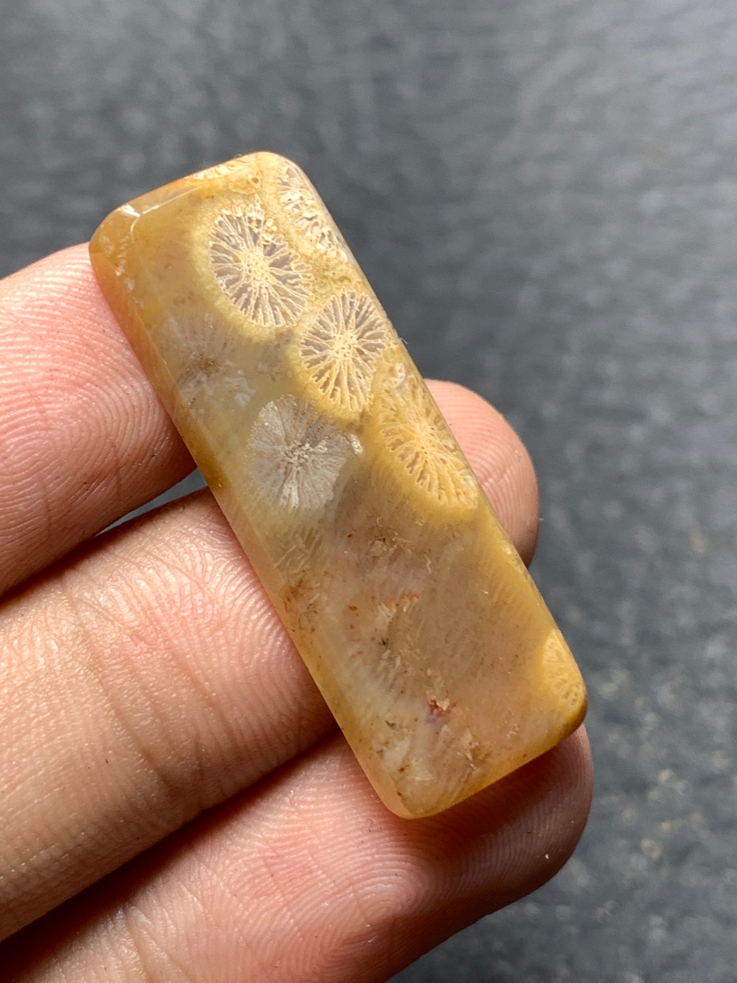 Coral Fossil Rectangle Cabochon 34x12x4mm