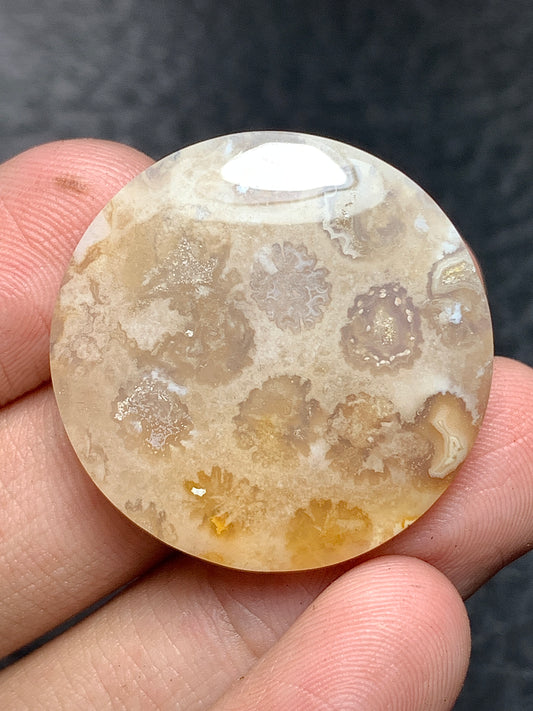 Coral Fossil Round Cabochon 27x27x5.6mm