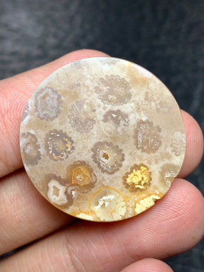 Coral Fossil Round Cabochon 27x27x5.6mm