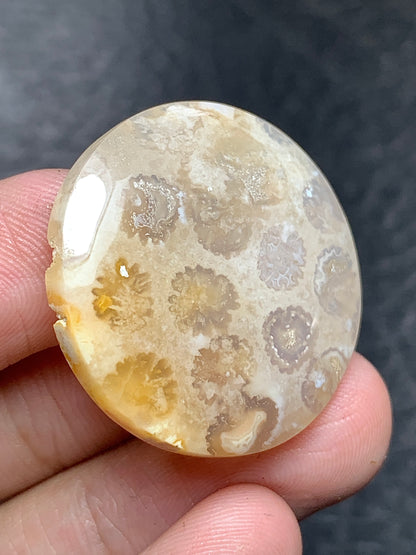 Coral Fossil Round Cabochon 27x27x5.6mm