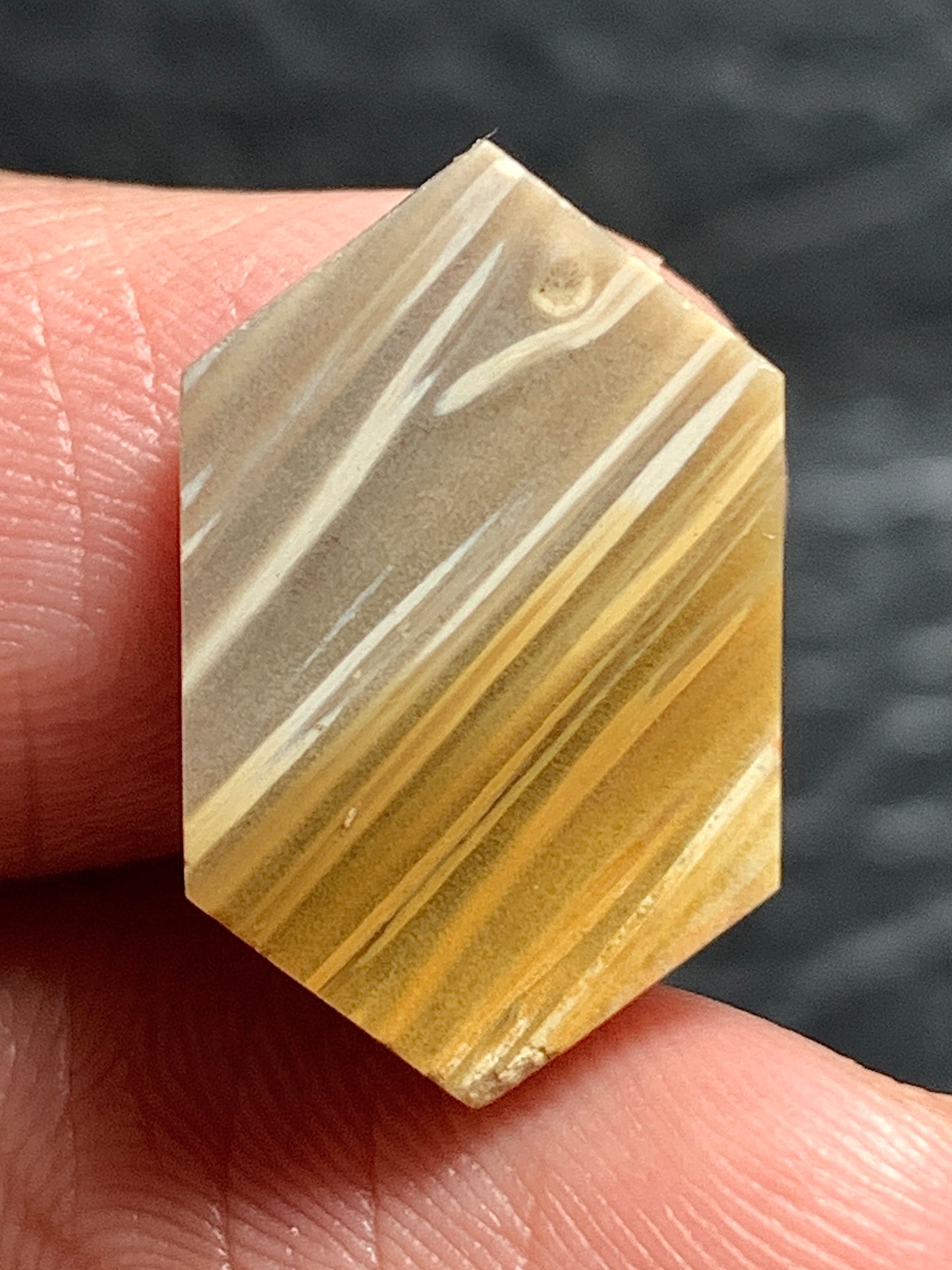 Petrified Palmwood Hexagon Cabochon 18.5x11.5x3.5mm