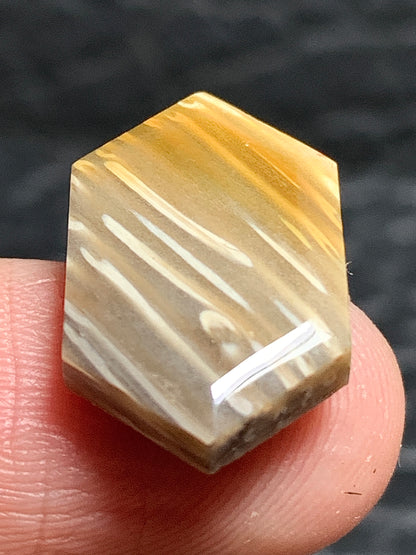 Petrified Palmwood Hexagon Cabochon 18.5x11.5x3.5mm