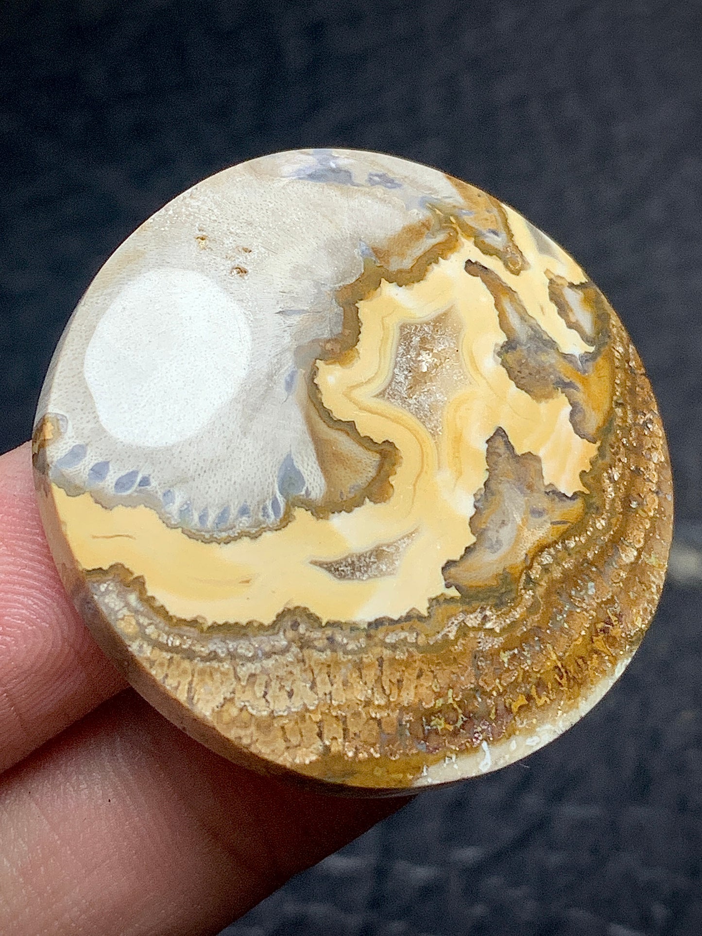 Petrified Wood Round Cabochon 33x33x6.5 mm