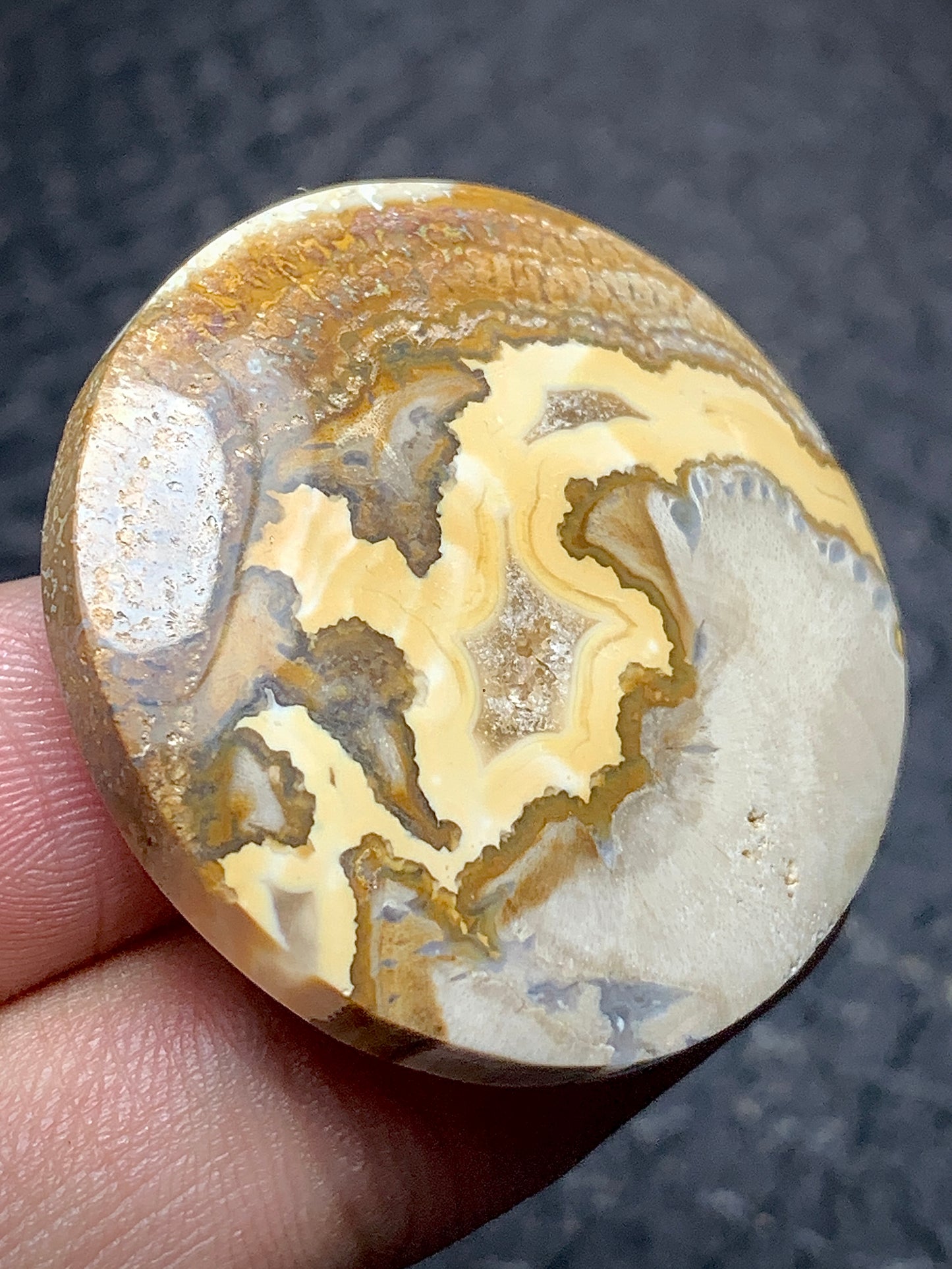 Petrified Wood Round Cabochon 33x33x6.5 mm