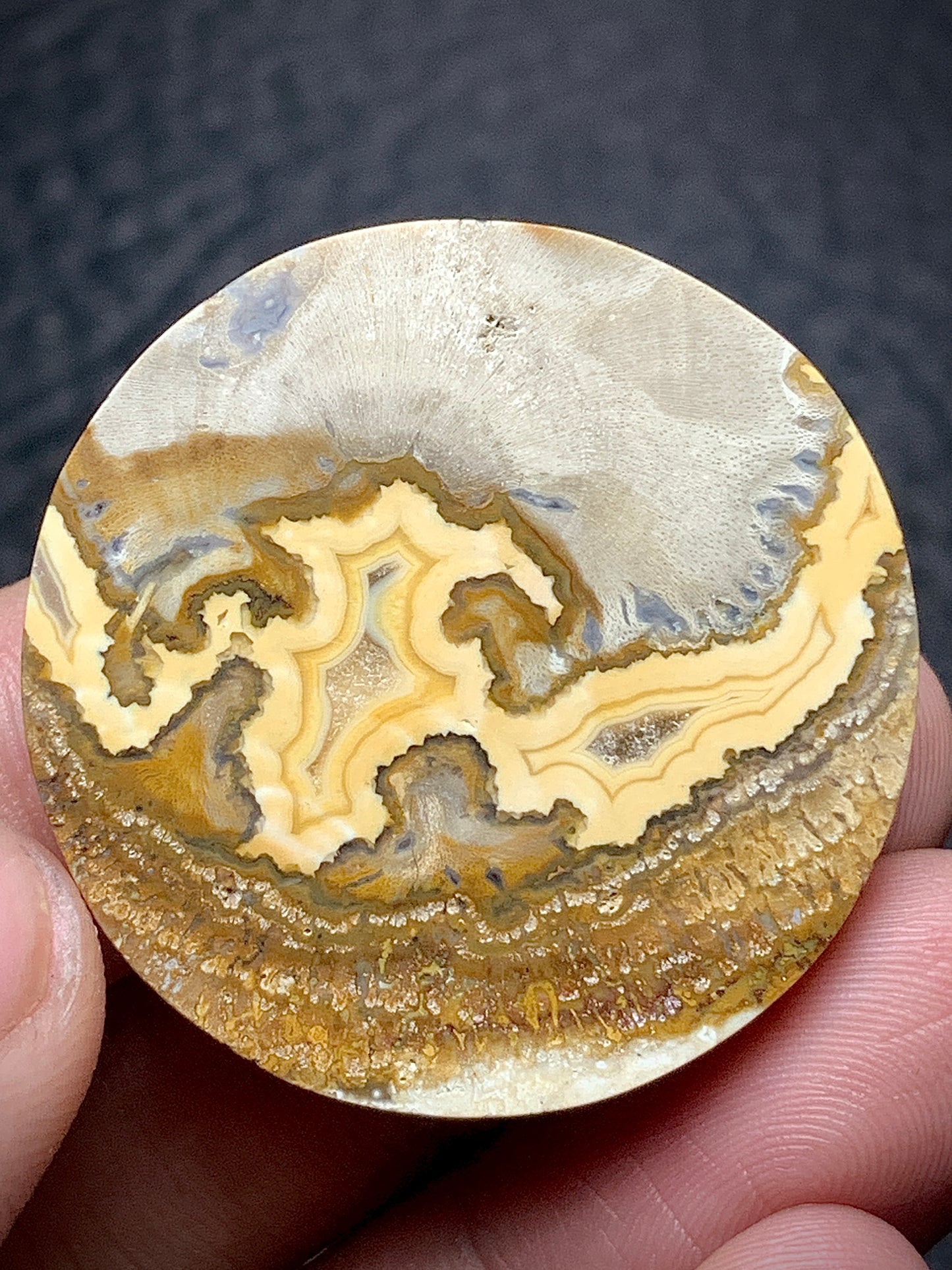 Petrified Wood Round Cabochon 33x33x6.5 mm