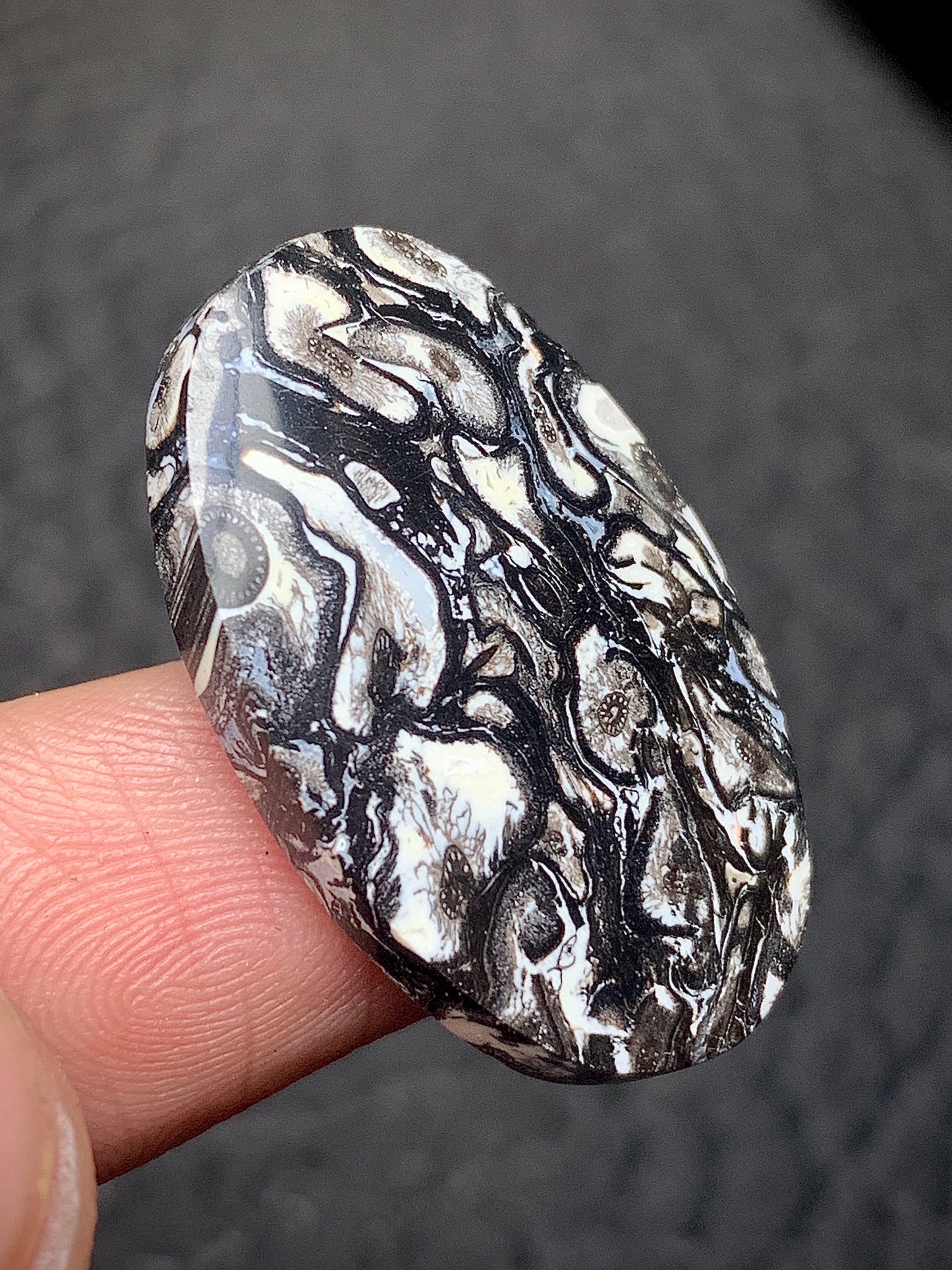 Black Palmroot Oval Cabochon 28x17.8x5mm