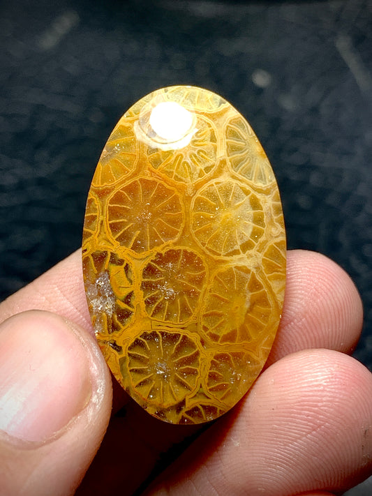 Unique Coral Fossil Oval Cabochon 31x19x5.5mm with Lemon Slice Patterns