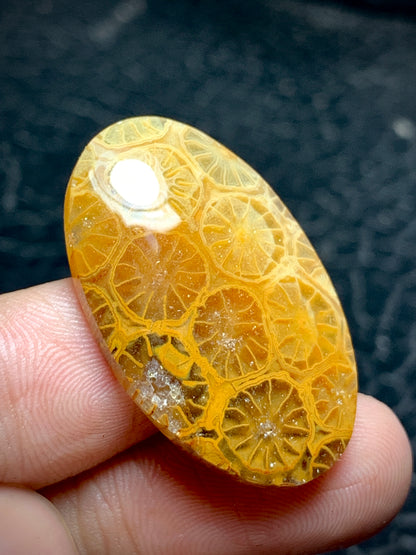 Unique Coral Fossil Oval Cabochon 31x19x5.5mm with Lemon Slice Patterns