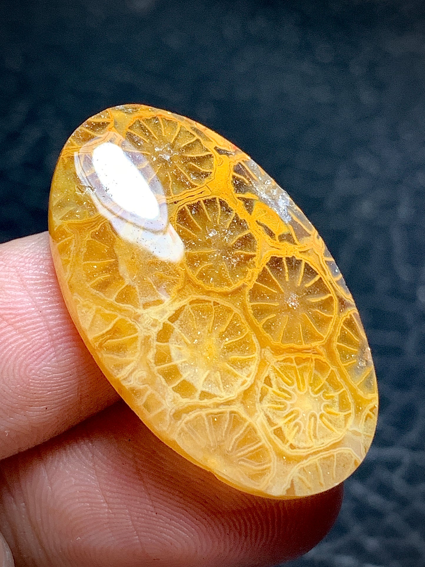 Unique Coral Fossil Oval Cabochon 31x19x5.5mm with Lemon Slice Patterns