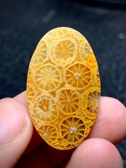 Unique Coral Fossil Oval Cabochon 31x19x5.5mm with Lemon Slice Patterns