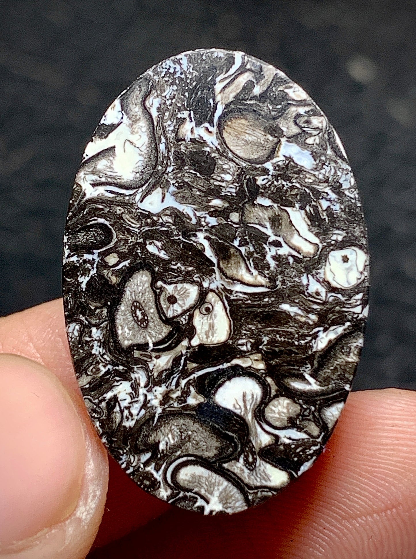 Unique Palmroot Oval Cabochon 26.5x17.5x5mm