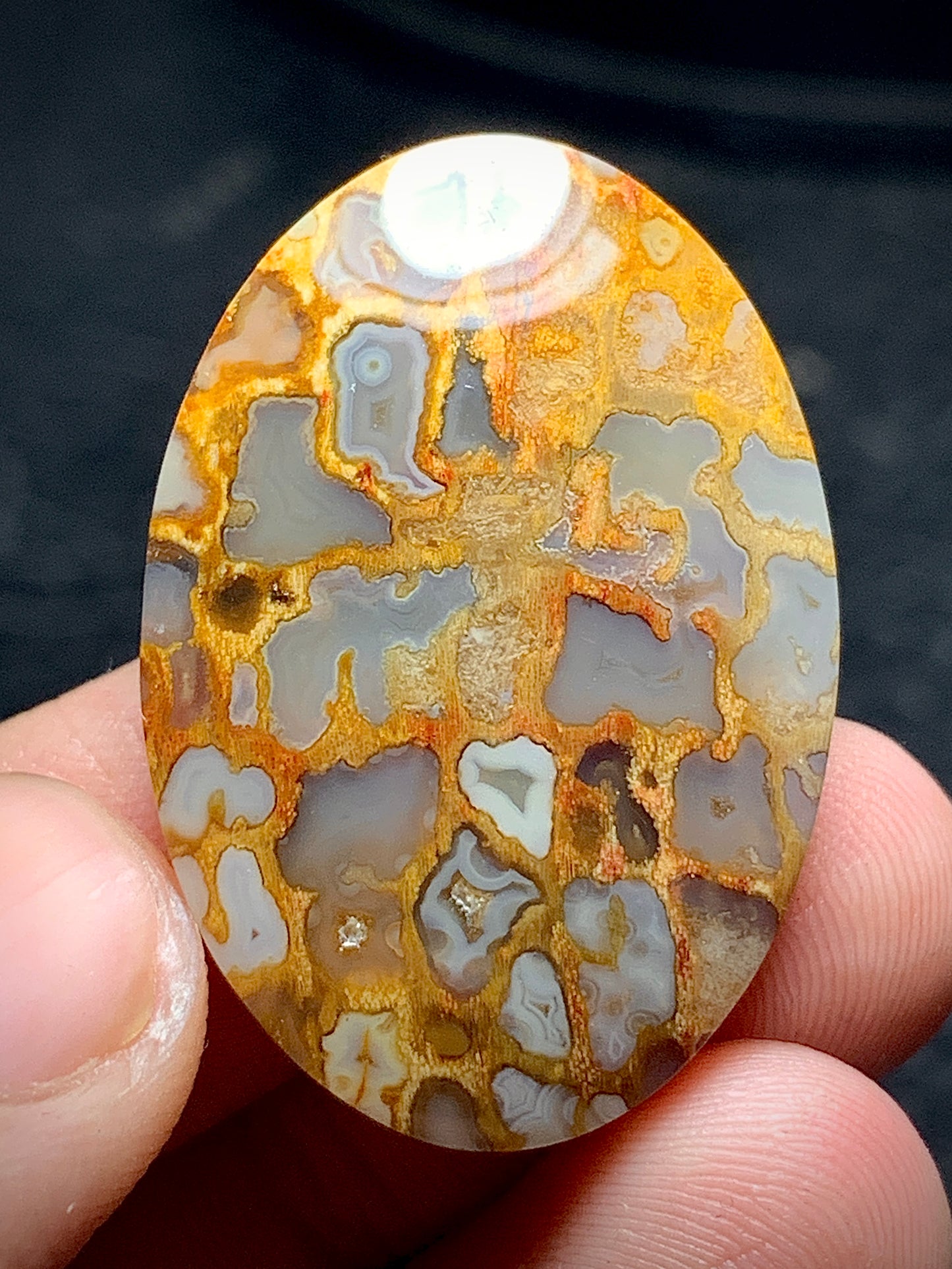 Petrified Palm Root Oval Cabochon 33x22.5x6 mm with Unique Pockets Fortifications