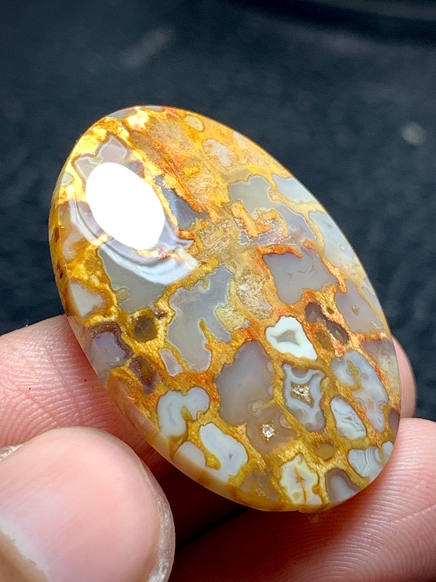 Petrified Palm Root Oval Cabochon 33x22.5x6 mm with Unique Pockets Fortifications