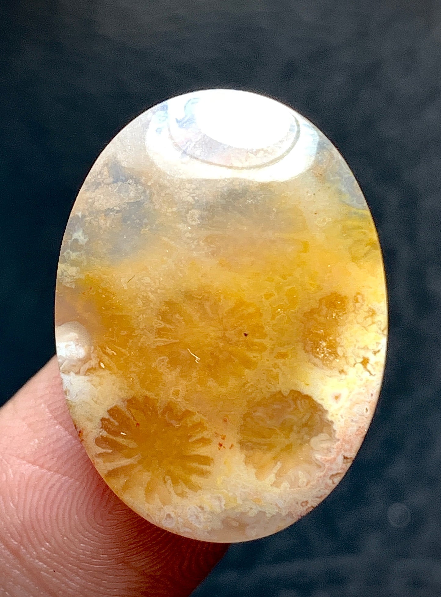 Unique Coral Fossil Oval Cabochon 23x17x5mm