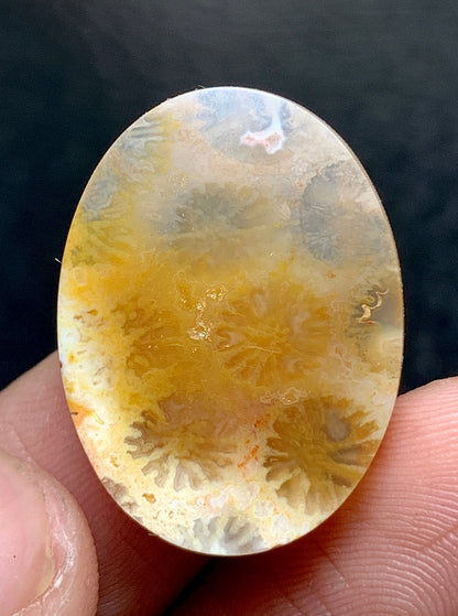 Unique Coral Fossil Oval Cabochon 23x17x5mm