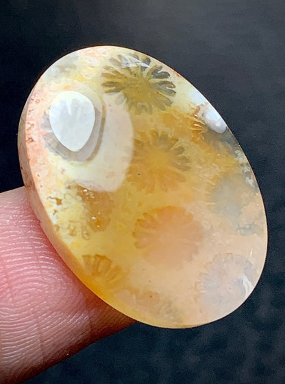 Unique Coral Fossil Oval Cabochon 23x17x5mm