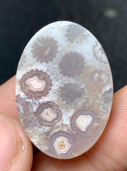 Unique Coral Fossil Oval Cabochon 25.8x18.5x6mm