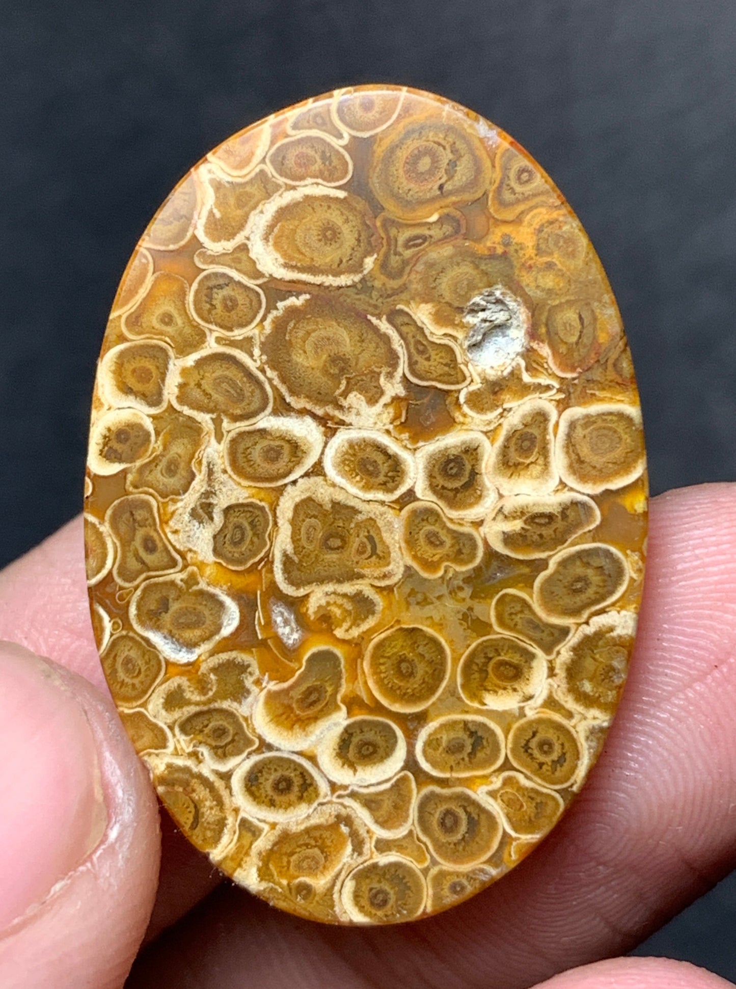 Petrified Palm Root Oval Cabochon 31x21x5 mm