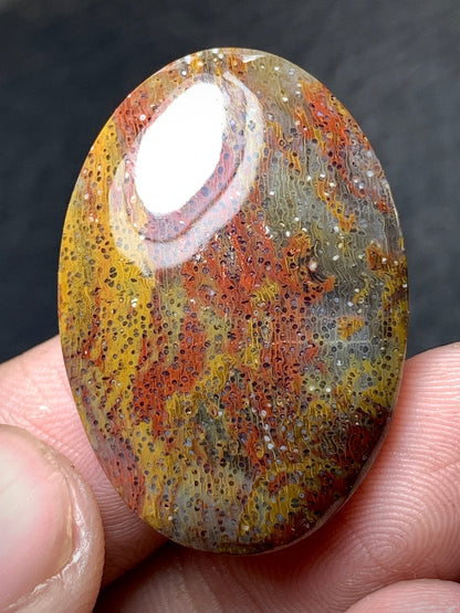 Multicolor Petrified Palmwood Oval Cabochon 30.3x21x6mm