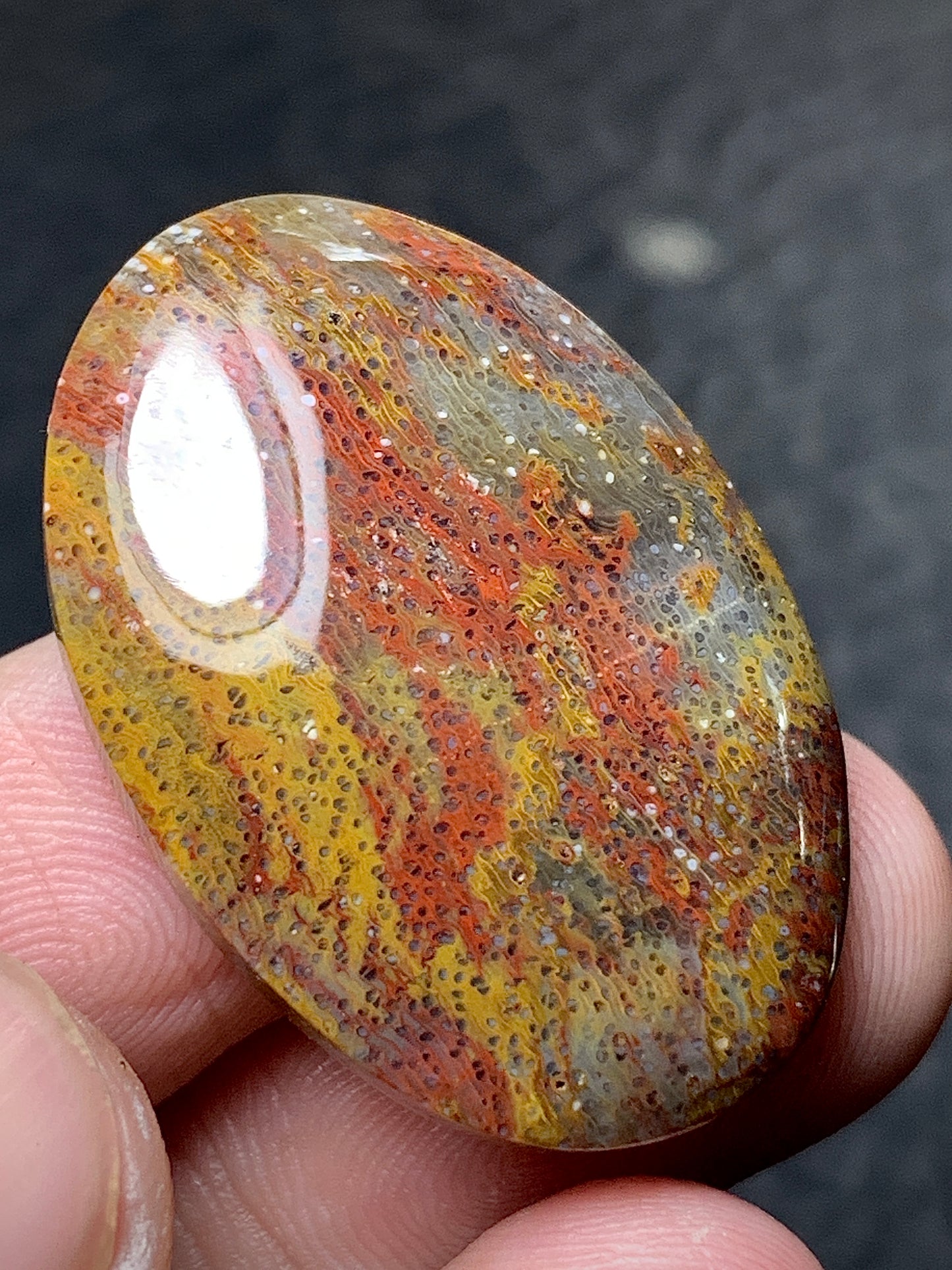 Multicolor Petrified Palmwood Oval Cabochon 30.3x21x6mm