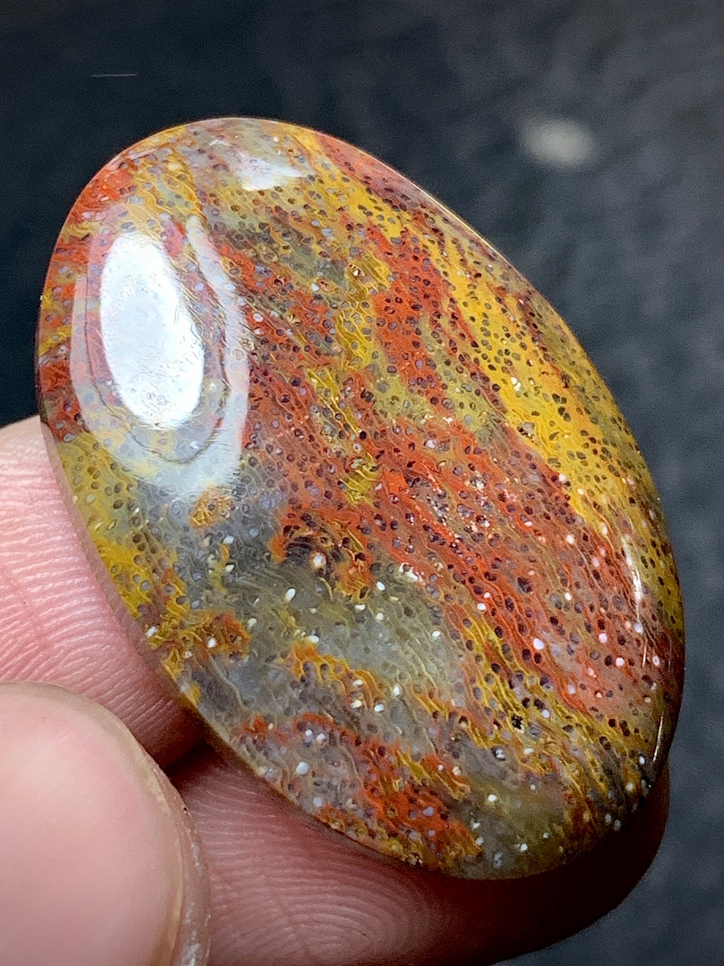 Multicolor Petrified Palmwood Oval Cabochon 30.3x21x6mm