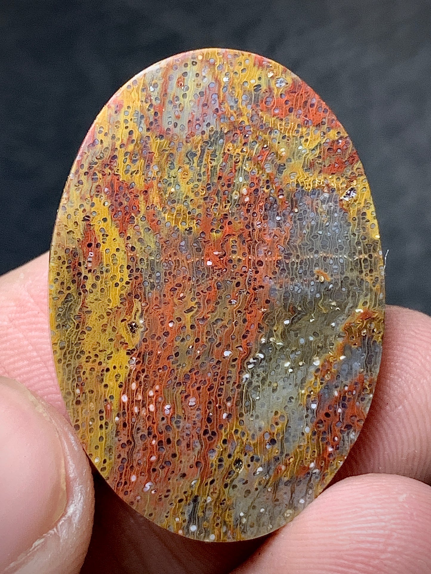 Multicolor Petrified Palmwood Oval Cabochon 30.3x21x6mm