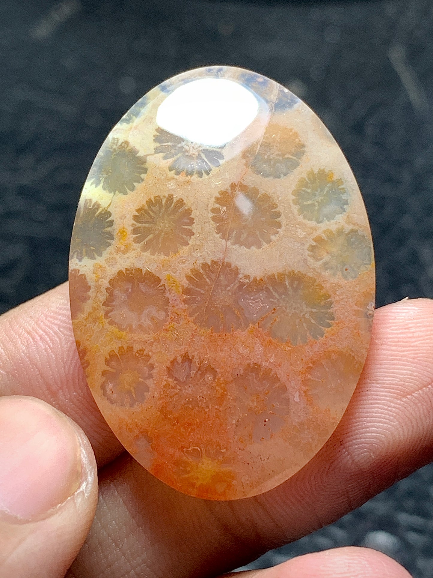 Unique Coral Fossil Oval Cabochon 36x25x5.7 mm