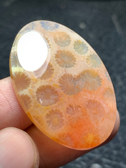 Unique Coral Fossil Oval Cabochon 36x25x5.7 mm