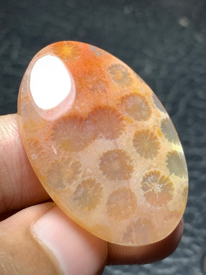 Unique Coral Fossil Oval Cabochon 36x25x5.7 mm