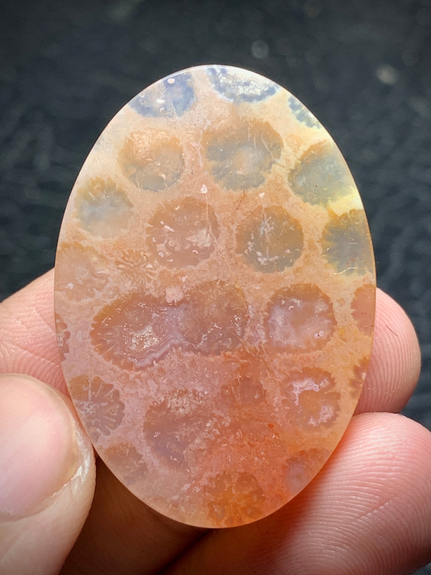 Unique Coral Fossil Oval Cabochon 36x25x5.7 mm