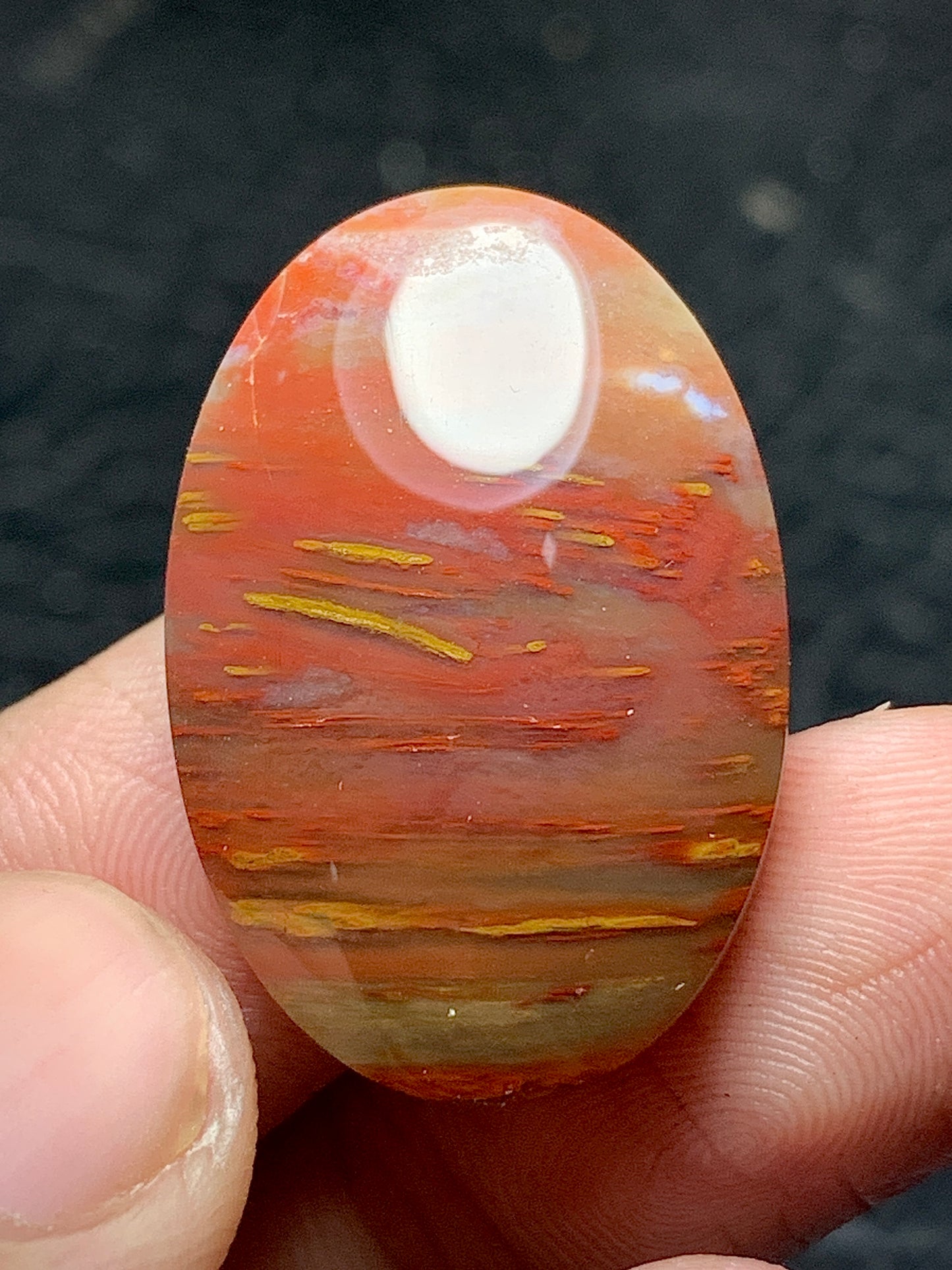 Multicolor Petrified Palmwood Oval Cabochon 28x18.3x6mm