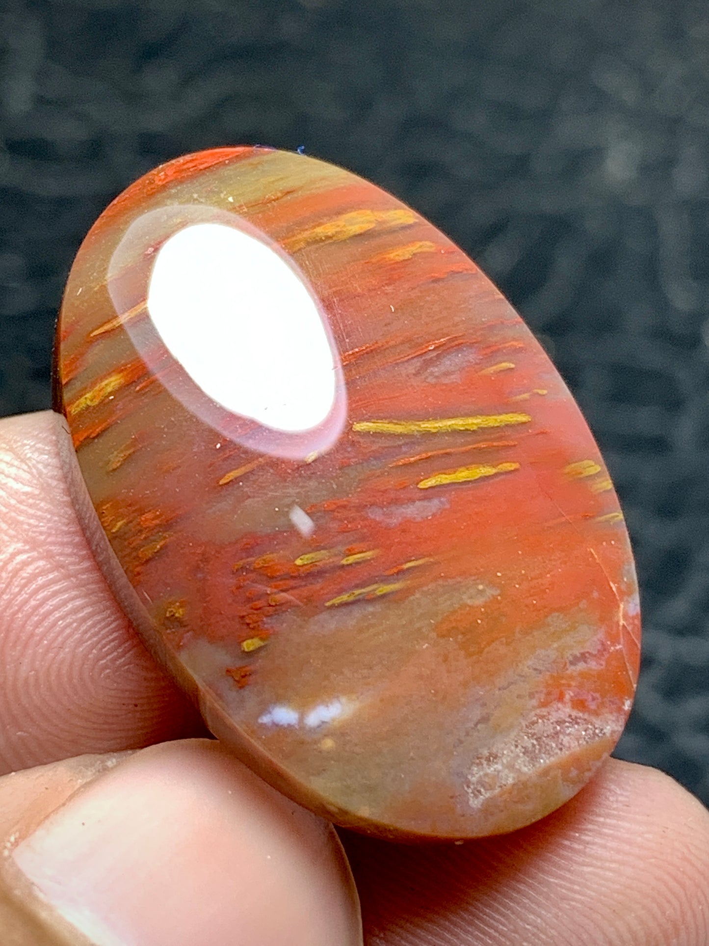 Multicolor Petrified Palmwood Oval Cabochon 28x18.3x6mm