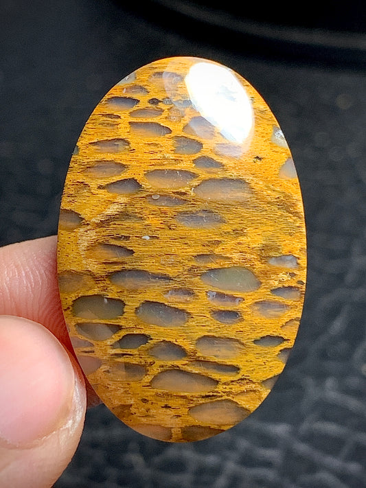 Petrified Wood Oval Cabochon 32x21x5mm