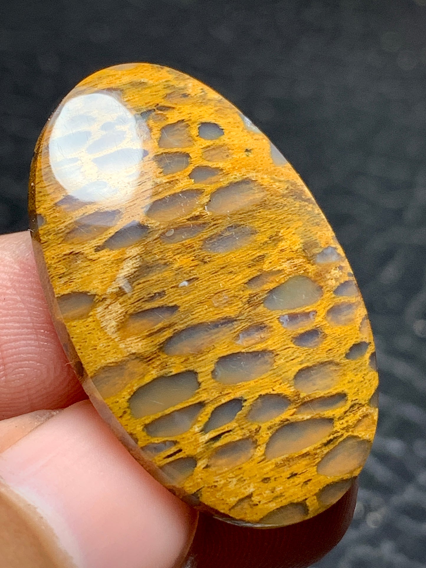 Petrified Wood Oval Cabochon 32x21x5mm