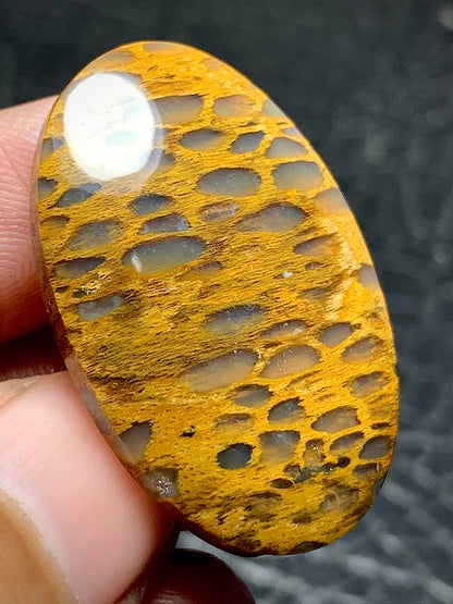 Petrified Wood Oval Cabochon 32x21x5mm