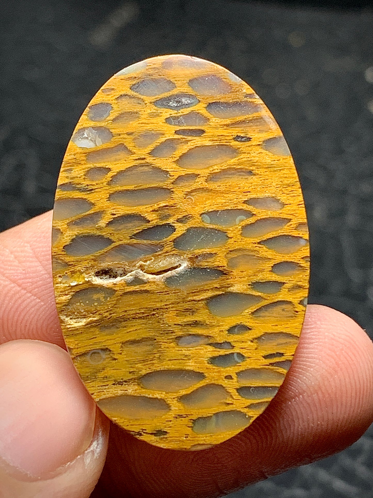 Petrified Wood Oval Cabochon 32x21x5mm