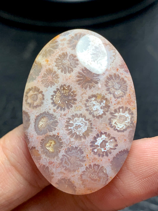 unique coral fossil