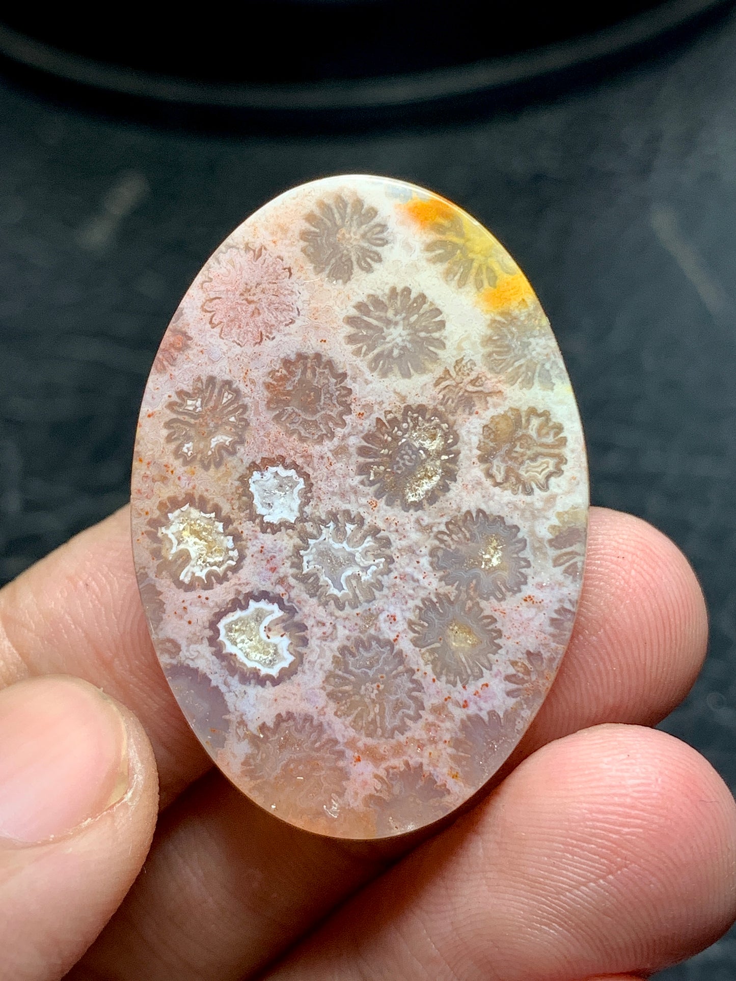 Unique Coral Fossil Oval Cabochon 35.8x25x7mm